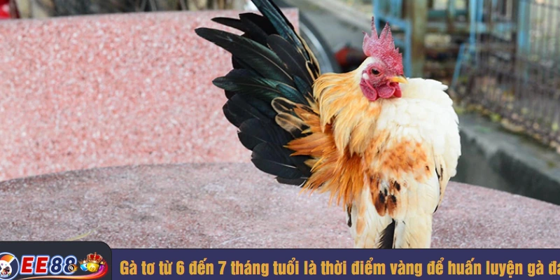 Gà tơ từ 6 đến 7 tháng tuổi là thời điểm vàng để huấn luyện gà đá