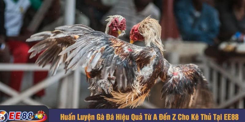 Huấn luyện gà đá hiệu quả từ A đến Z