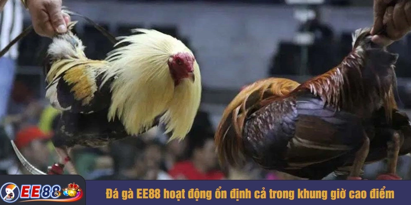 Đá gà EE88 hoạt động ổn định cả trong khung giờ cao điểm