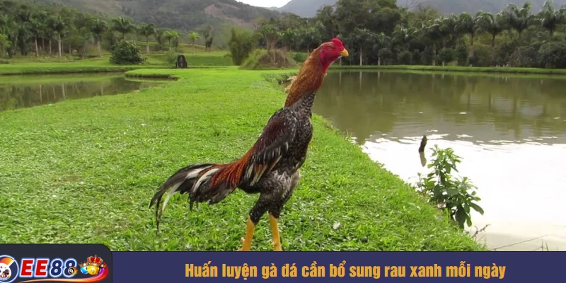 Huấn luyện gà đá cần bổ sung rau xanh mỗi ngày