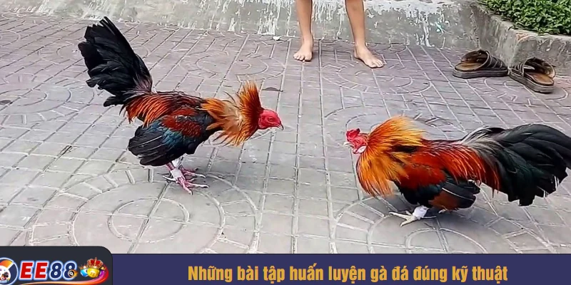 Những bài tập huấn luyện gà đá đúng kỹ thuật